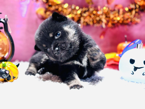 柴犬・豆柴 犬の販売・譲渡 9655 黒色の豆柴18万円、9月6日産まれ