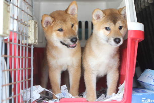 柴犬・豆柴 犬の販売・譲渡 9657 *** 希少 *** 警察犬訓練士がしつけ中の子