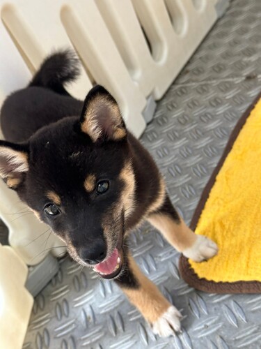 柴犬・豆柴 犬の販売・譲渡 9658 豆柴男の子
