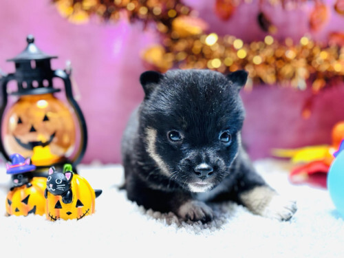 柴犬・豆柴 犬の販売・譲渡 9662 18万円の黒色豆柴くんが産まれました♪