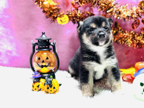 柴犬・豆柴 犬の販売・譲渡 9663 黒色の豆柴くん♪とっても賢い子