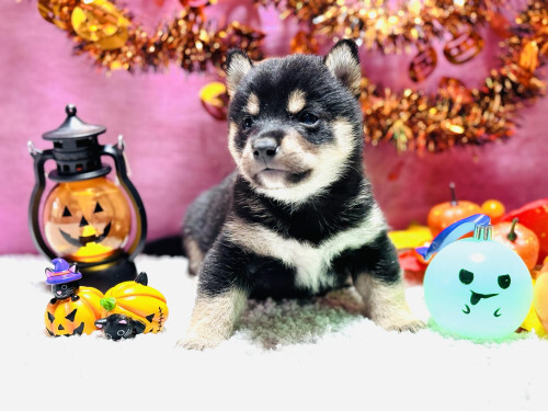 柴犬・豆柴 犬の販売・譲渡 9664 黒色の豆柴くん♪とてもお得な18万円
