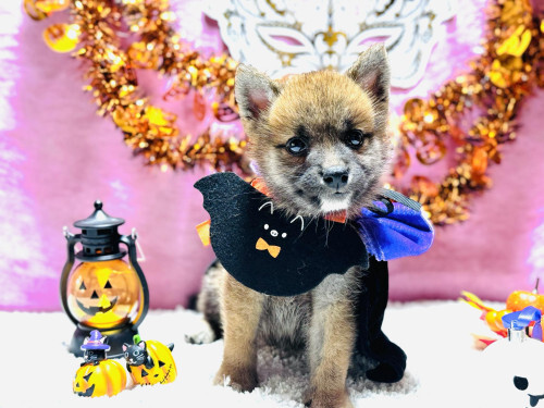 【業界最安値!】赤色柴犬の女の子 犬の販売 9665
