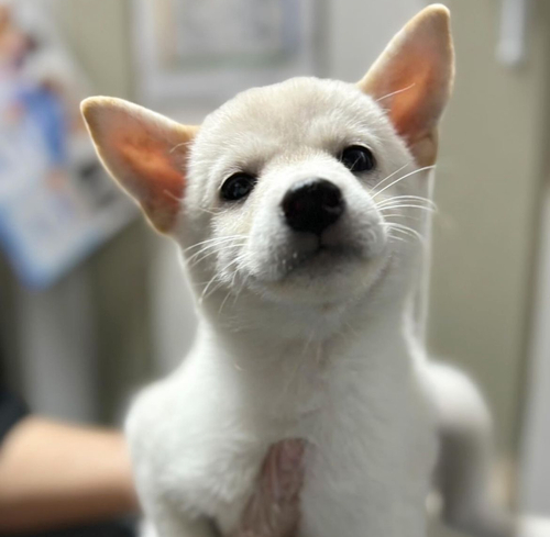 柴犬・豆柴 犬の販売・譲渡 9667 白柴の女の子