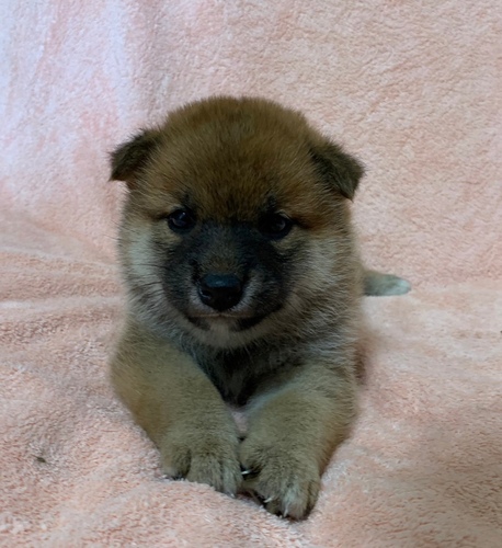 柴犬メス仔犬・8/22生・長野県 犬の販売 9671