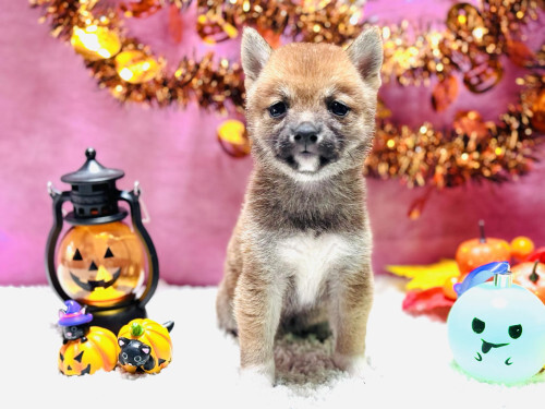 【豆柴】赤毛メス仔犬 08月23日生まれ 犬の販売 9672