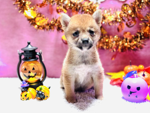 【豆柴】赤毛メス仔犬 08月23日生まれ 犬の販売 9673