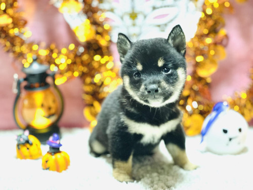 柴犬・豆柴 犬の販売・譲渡 9674 【豆柴】黒毛メス仔犬 09月04日生まれ