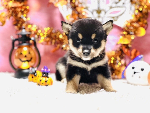柴犬・豆柴 犬の販売・譲渡 9675 【豆柴】黒毛メス仔犬 09月04日生まれ