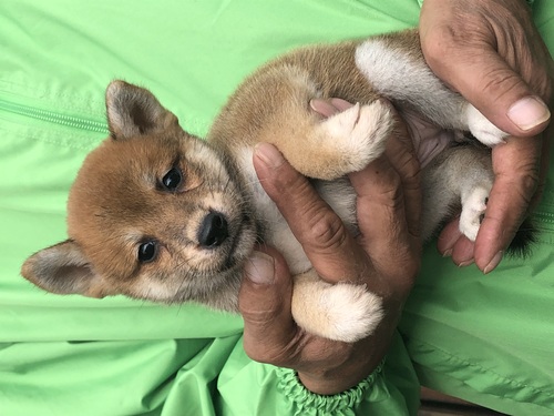 柴犬・豆柴 犬の販売・譲渡 9676 可愛い柴犬