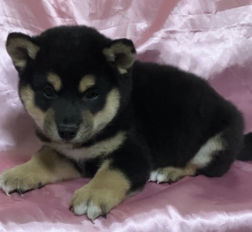 柴犬・豆柴 犬の販売・譲渡 9677 黒柴の男の子♪
