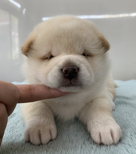 柴犬・9/16生・白・男の子・長野県 犬の販売 9678