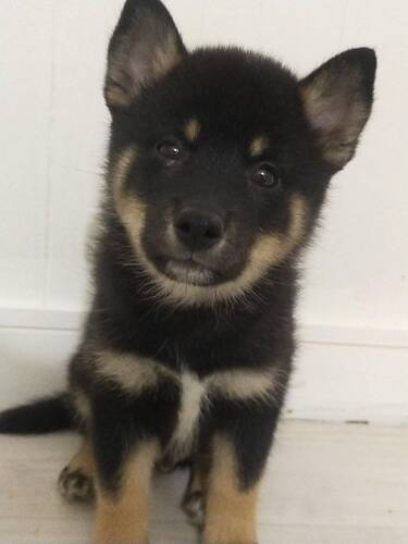 柴犬・豆柴 犬の販売・譲渡 9682 黒柴犬男の子