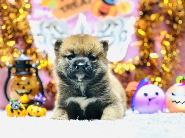 柴犬・豆柴 犬の販売・譲渡 9684 柴犬男の子、10万円以下!