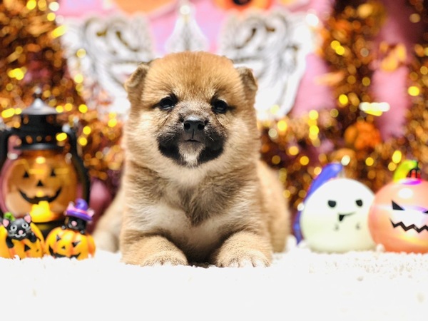 柴犬・豆柴 犬の販売・譲渡 9686 14万8千円!柴犬の女の子!