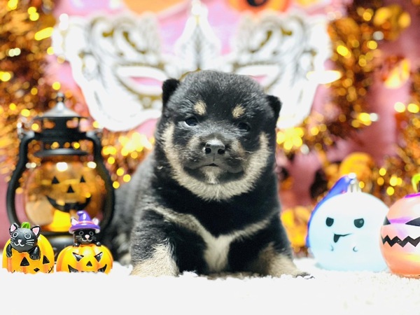 柴犬・豆柴 犬の販売・譲渡 9687 豆柴の男の子、18万円