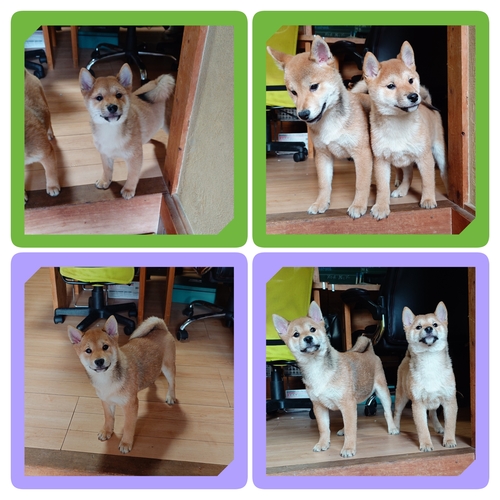 柴犬・豆柴 犬の販売・譲渡 9689 ●赤柴・総額価格です。●