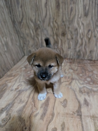 柴犬・豆柴 犬の販売・譲渡 9694 豆柴女の子