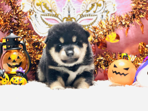 柴犬・豆柴 犬の販売・譲渡 9695 【柴犬・女の子】黒色で落ち着いた子