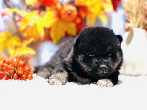 柴犬・豆柴 犬の販売・譲渡 9696 【柴犬・女の子】黒色のけづやがいい子