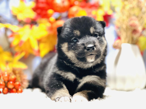 柴犬・豆柴 犬の販売・譲渡 9697 【柴犬・女の子】瞳がきれいな美人ちゃん