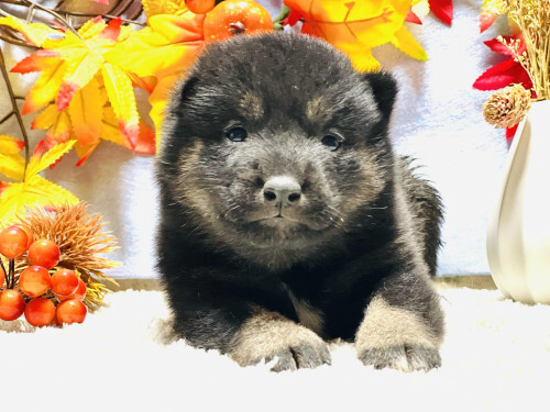 柴犬・豆柴 犬の販売・譲渡 9698 【柴犬・女の子】黒の骨格しっかりめ