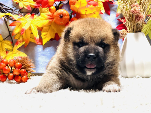 柴犬・豆柴 犬の販売・譲渡 9699 【柴犬・男の子】やんちゃな赤色の子