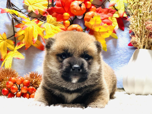 柴犬・豆柴 犬の販売・譲渡 9700 【柴犬・男の子】顔が特にかわいい子