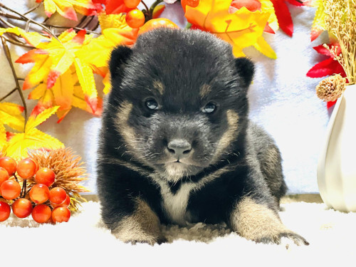 柴犬・豆柴 犬の販売・譲渡 9701 【柴犬・男の子】人気の黒色!柴犬専門犬舎から誕生