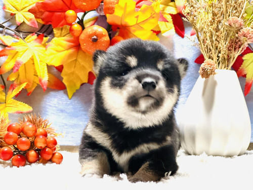 柴犬・豆柴 犬の販売・譲渡 9704 【豆柴・女の子】ハイクオリティな黒色の子です
