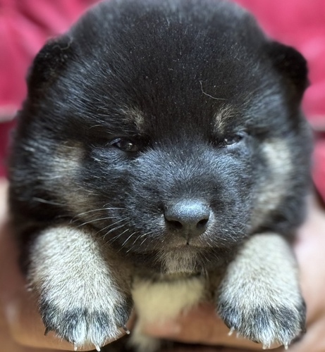 柴犬・豆柴 犬の販売・譲渡 9707 黒柴の女の子