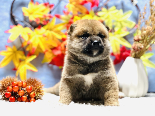 柴犬・豆柴 犬の販売・譲渡 9713 11月4日撮影!柴犬の男の子、両血統です☆