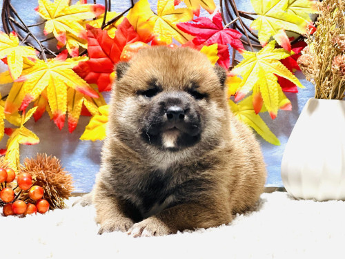 柴犬・豆柴 犬の販売・譲渡 9714 11月11日撮影!柴犬の男の子