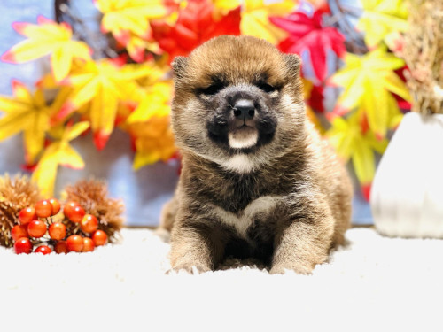 柴犬・豆柴 犬の販売・譲渡 9715 11月11日撮影!柴犬の男の子