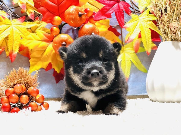 柴犬・豆柴 犬の販売・譲渡 9717 10月10日産まれの豆柴兄弟2頭!25万円☆