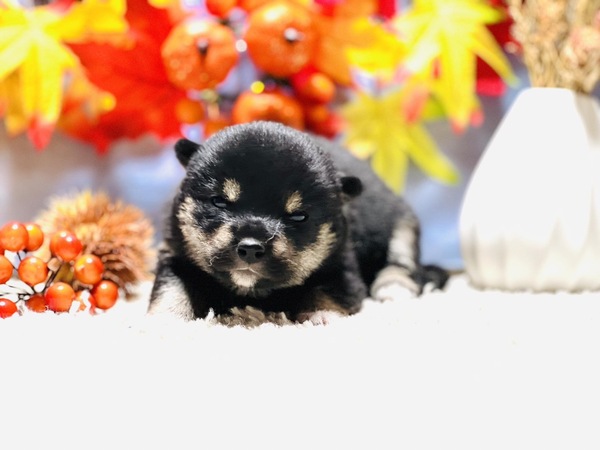 柴犬・豆柴 犬の販売・譲渡 9718 10月10日生まれの豆柴の女の子