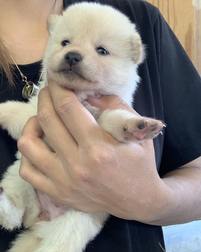柴犬・豆柴 犬の販売・譲渡 9720 白柴の女の子