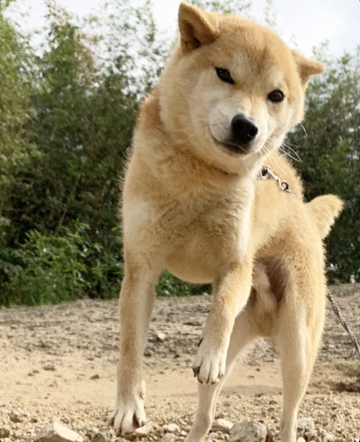 柴犬・豆柴 犬の販売・譲渡 9721 赤柴の1歳の男の子