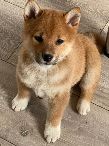 柴犬・豆柴 犬の販売・譲渡 9724 3ヶ月齢のメスの柴犬の子犬。
