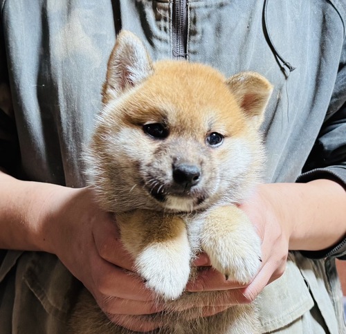 柴犬・豆柴 犬の販売・譲渡 9727 赤柴の男の子!