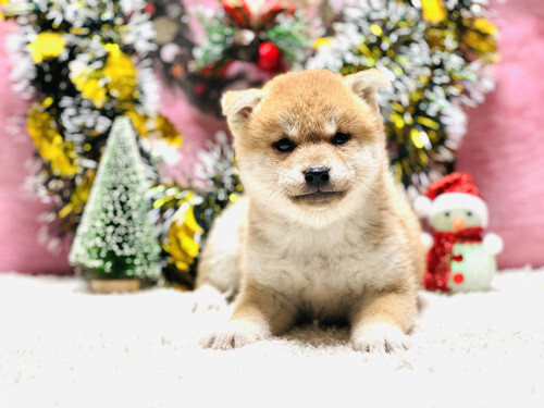【柴犬】8万円!ドグー限定の特別料金 犬の販売 9730