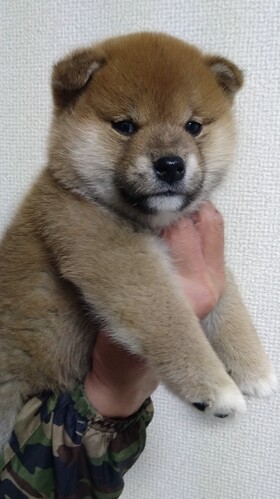 柴犬子犬(オス)血統書付 犬の販売 9731