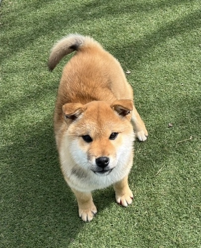 11/6生・オス・長野県・標準サイズ赤 犬の販売 9732