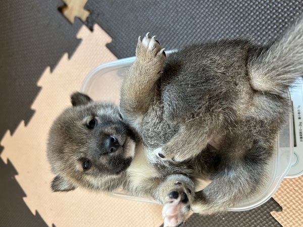 柴犬・豆柴 犬の販売・譲渡 9736 可愛い4兄弟