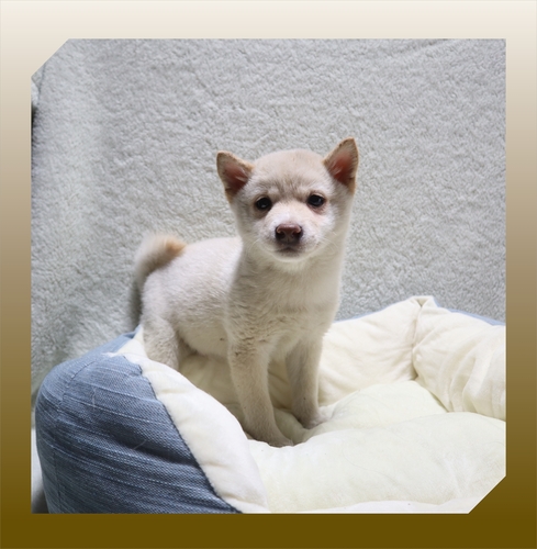 柴犬・豆柴 犬の販売・譲渡 9739 ●ちょっぴり小ぶりな白柴くん・総額表示です●