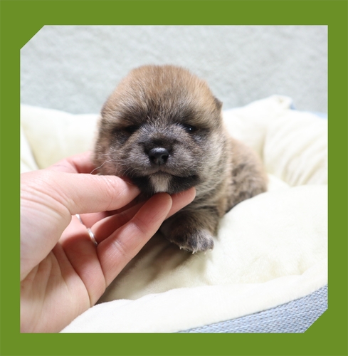柴犬・豆柴 犬の販売・譲渡 9740 ●赤柴・総額表示です●