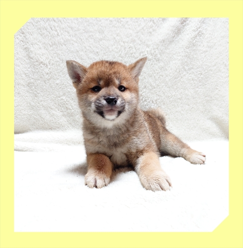 柴犬・豆柴 犬の販売・譲渡 9741 ●赤柴・総額表示です●