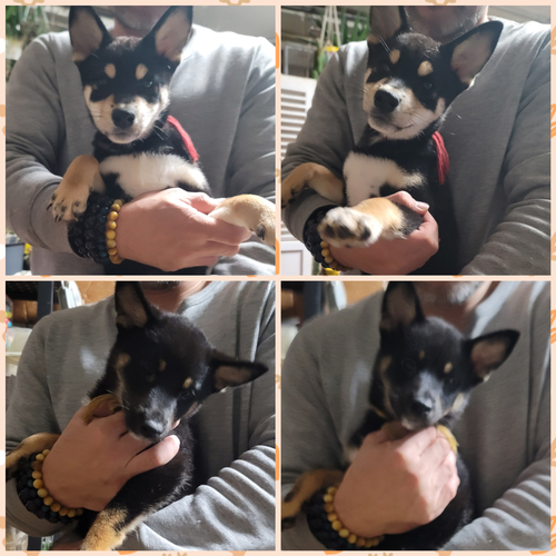 柴犬・豆柴 犬の販売・譲渡 9742 ショータイプの柴専門犬舎出身の両親から産まれました