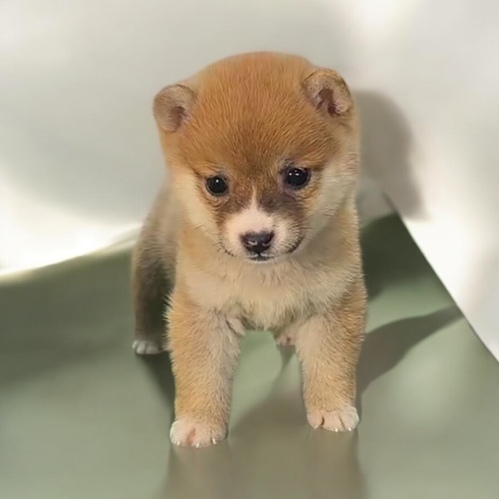 とても小さい豆柴 犬の販売 9744