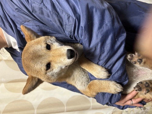 柴犬・豆柴 犬の販売・譲渡 9746 可愛い子達沢山おります。格安にて販売致します。